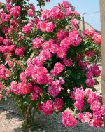 Rosa 'Candy Land' CL - Image 2