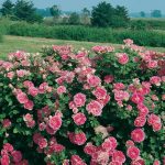 Rosa 'Carefree Wonder'