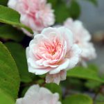 Rosa 'Cecile Brunner' CL