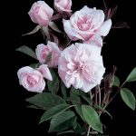 Rosa 'Cecile Brunner'