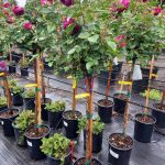 Rosa 'Celestial Night' STD