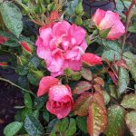 Rosa 'Cinco De Mayo'