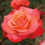 Rosa 'Colorific' STD