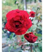Rosa 'Don Juan' CL