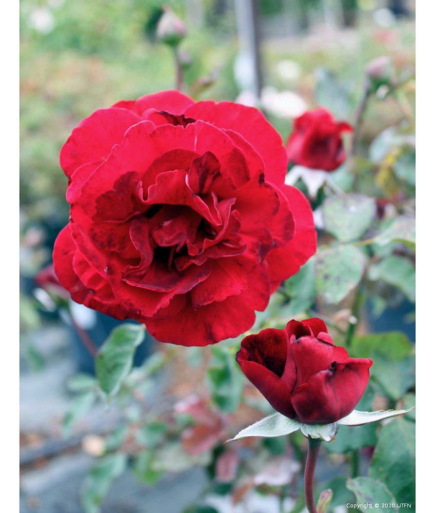 Rosa-Don-Juan-CL-a Rosa 'Don Juan' CL - Image 1