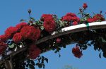 Rosa 'Don Juan' CL - Image 2