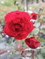 Rosa 'Don Juan' CL - Image 3