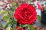 Rosa 'Don Juan' CL - Image 4