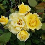 Rosa 'Doris Day' STD