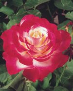 Rosa 'Double Delight' STD - Image 2