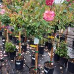 Rosa 'Double Delight' STD