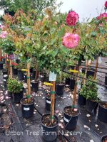 Rosa 'Double Delight' STD