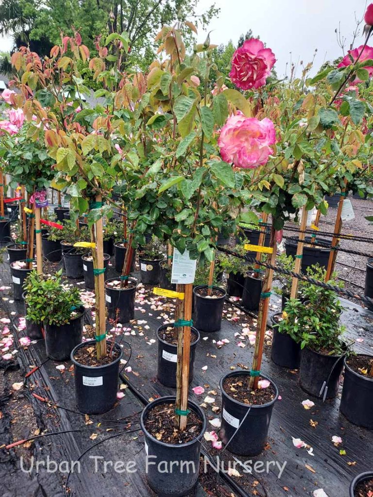 Rosa 'Double Delight' STD | Urban Tree Farm Nursery
