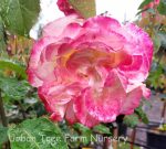 Rosa 'Double Delight'
