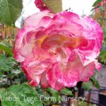 Rosa 'Double Delight'