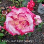 Rosa 'Double Delight' - Image 2