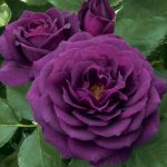 Rosa 'Ebb Tide' STD