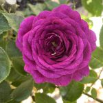 Rosa 'Ebb Tide'