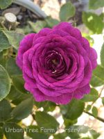 Rosa 'Ebb Tide'