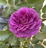 Rosa 'Ebb Tide' - Image 2