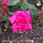 Rosa 'Elizabeth Taylor'