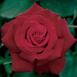 Rosa 'Firefighter' STD