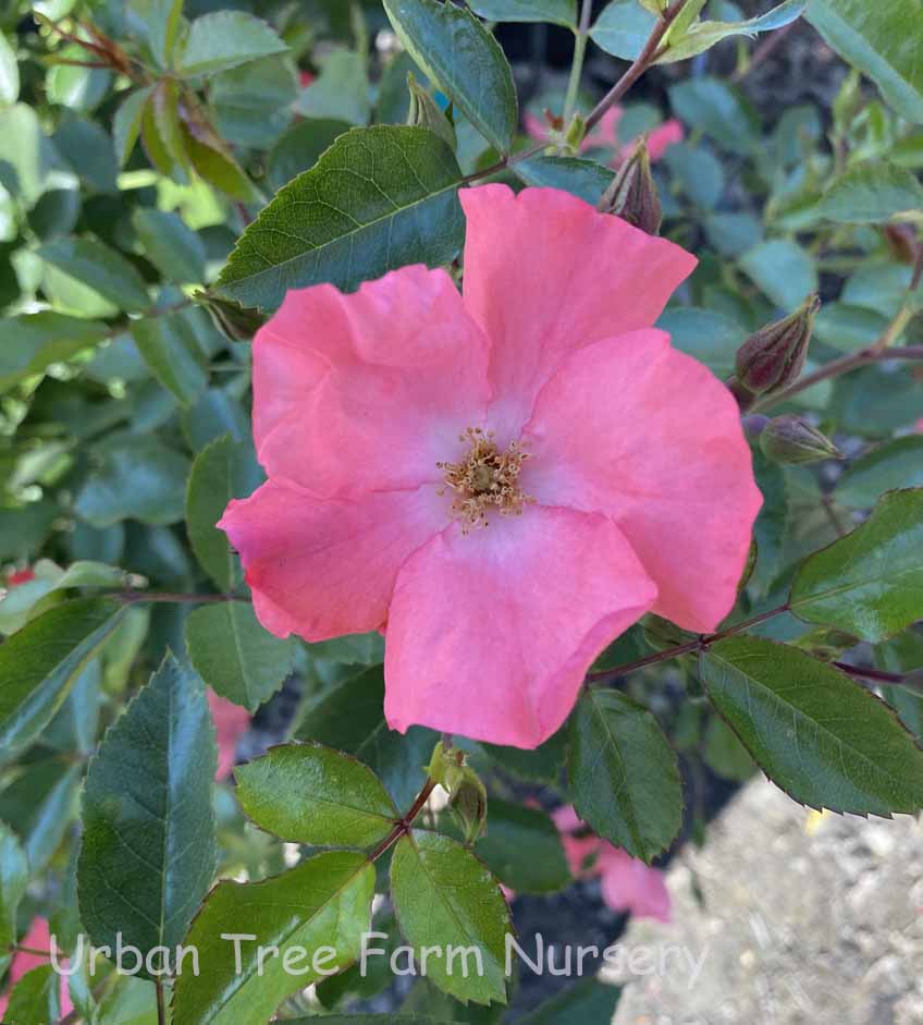 Rosa-Flower-Carpet-Coral-a Rosa 'Flower Carpet Coral' - Image 1