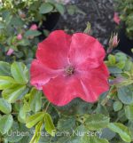 Rosa 'Flower Carpet Coral' - Image 2