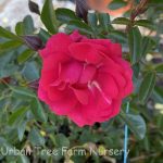 Rosa 'Flower Carpet Pink Supreme'