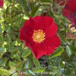 Rosa 'Flower Carpet Red'