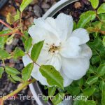 Rosa 'Flower Carpet White'