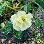 Rosa 'Flower Carpet Yellow'