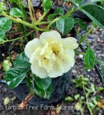 Rosa 'Flower Carpet Yellow'