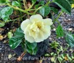 Rosa 'Flower Carpet Yellow' - Image 2