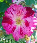 Rosa 'Fourth of July' CL