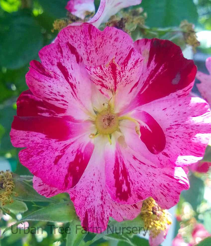 Rosa-Fourth-of-July-CL-a Rosa 'Fourth of July' CL - Image 1