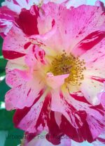 Rosa 'Fourth of July' CL - Image 2