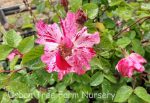 Rosa 'Fourth of July' CL - Image 3