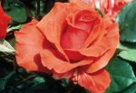 Rosa 'Fragrant Cloud' STD