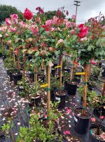 Rosa 'Fragrant Cloud' STD - Image 2