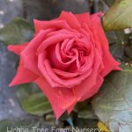 Rosa 'Fragrant Cloud'