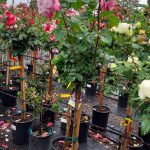 Rosa 'Fragrant Plum' STD
