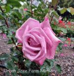 Rosa 'Fragrant Plum'