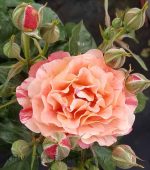 Rosa 'Frida Kahlo'