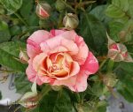 Rosa 'Frida Kahlo' - Image 2