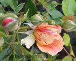Rosa 'Frida Kahlo' - Image 3