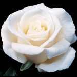 Rosa 'Full Sail' STD