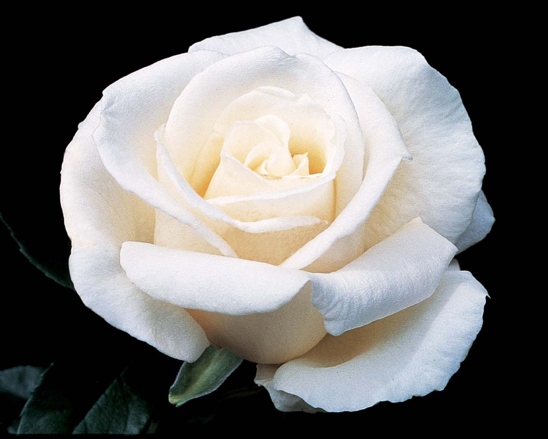 Rosa-Full-Sail-STD Rosa 'Full Sail' STD - Image 1