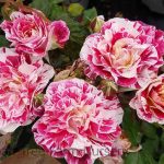 Rosa 'George Burns'