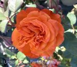 Rosa 'Gingersnap' - Image 2